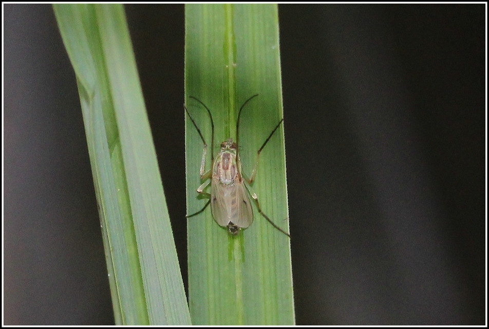 Chironomidae - árvaszúnyogok