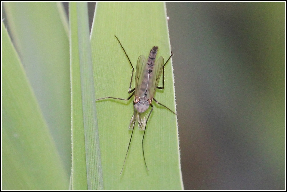 Chironomidae - árvaszúnyogok