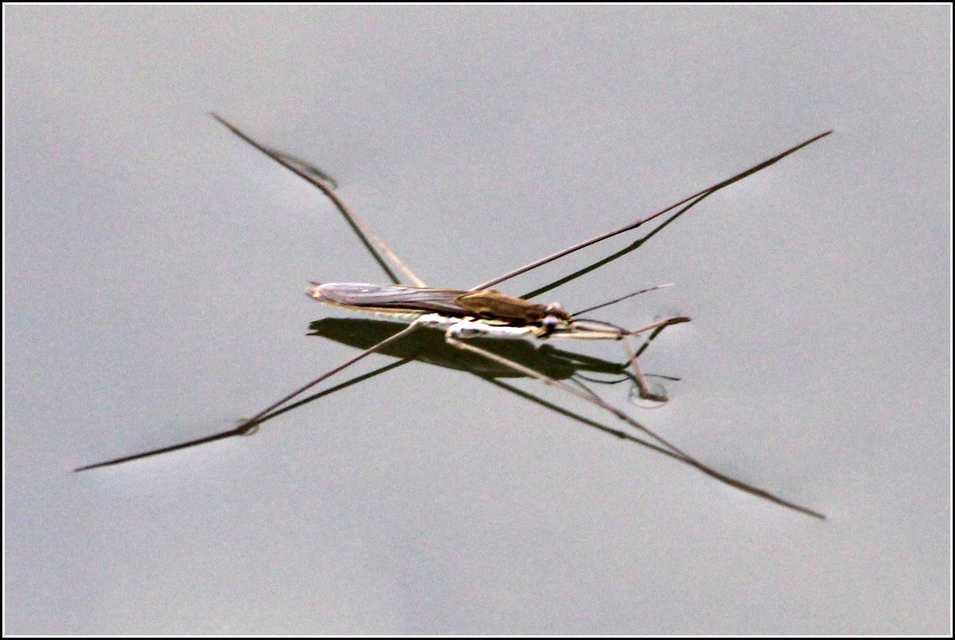 Gerridae - molnárpoloskák
