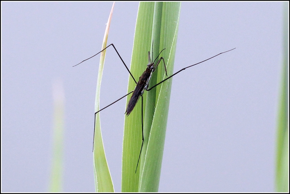 Gerridae - molnárpoloskák