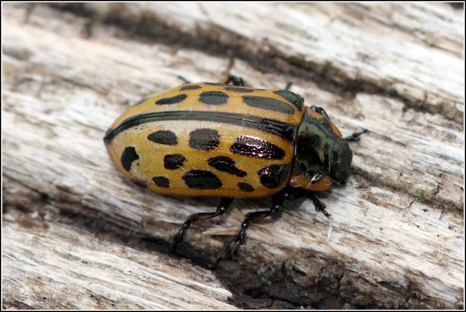 Chrysomela vigintipunctata - húszfoltos fűzlevelész