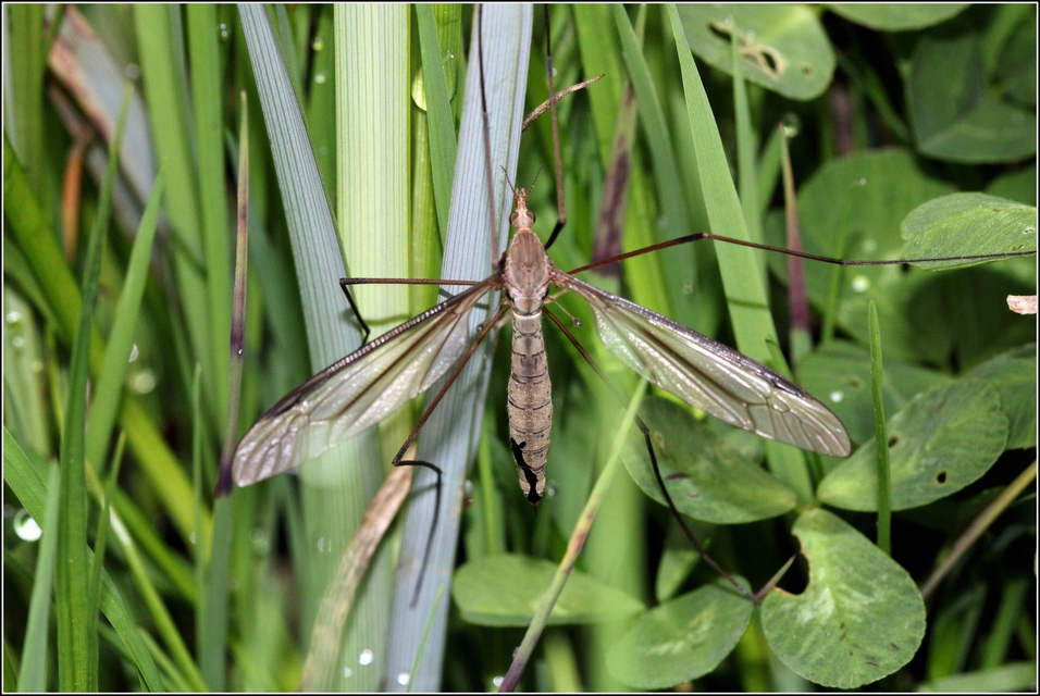 Tipula