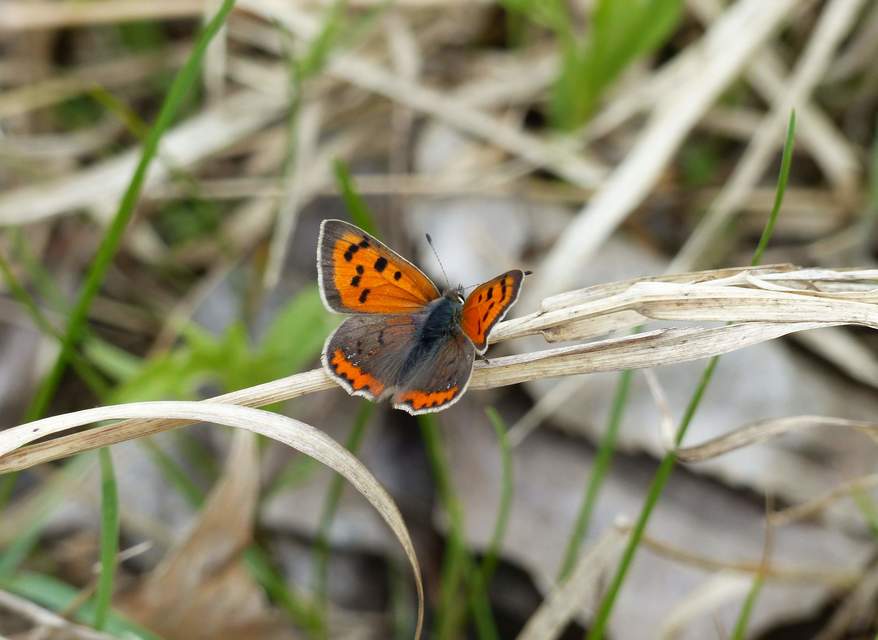 Lycaena phlaeas - közönséges tűzlepke