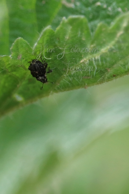 Nedyus quadrimaculatus - közönséges csalánormányos