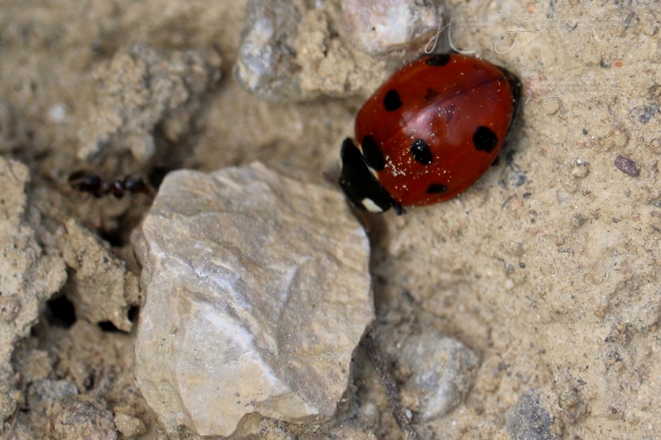 Coccinella