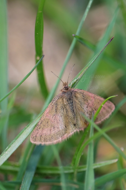 Lythria purpuraria - bíborsávos araszoló