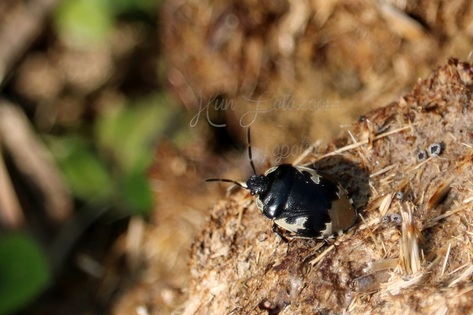 Tritomegas bicolor - foltos földipoloska