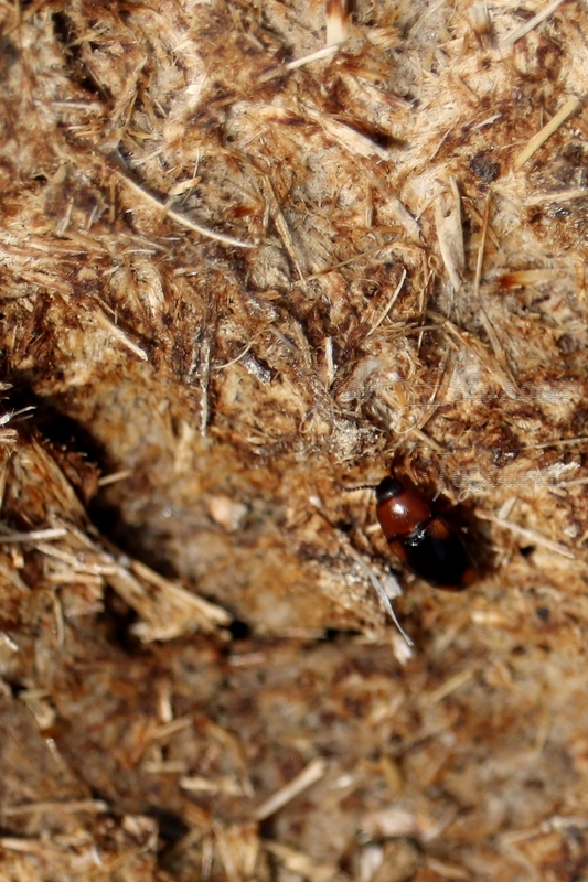 Combocerus glaber - földi tarbogár