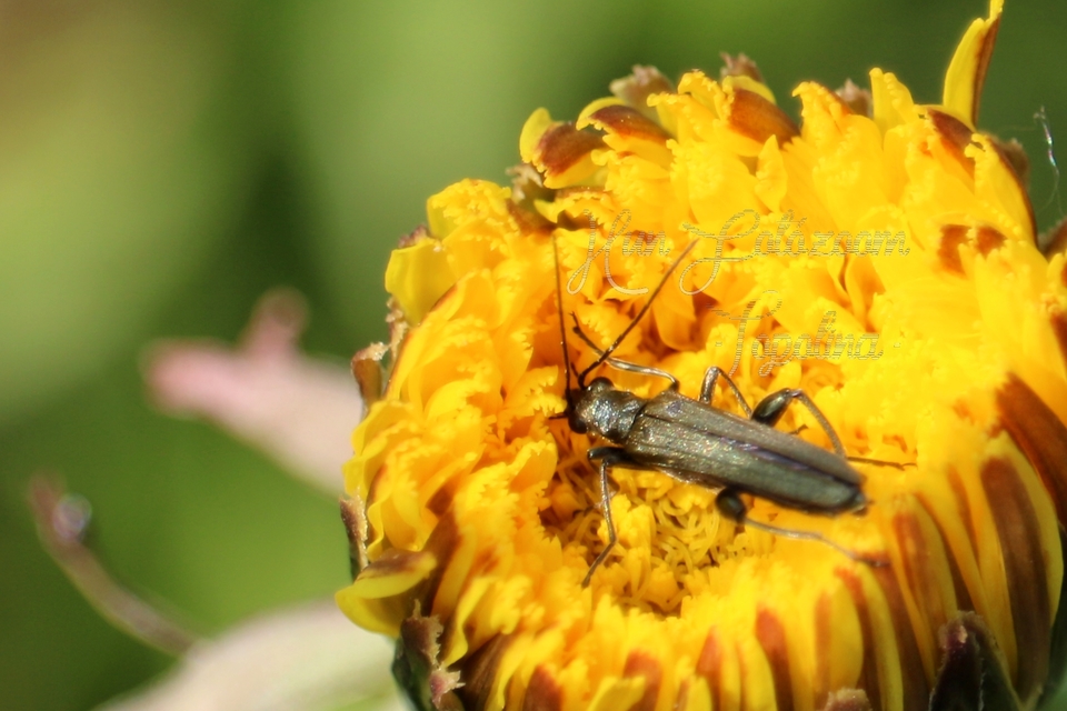 Oedemera