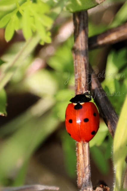 Coccinella septempunctata - hétpettyes katica