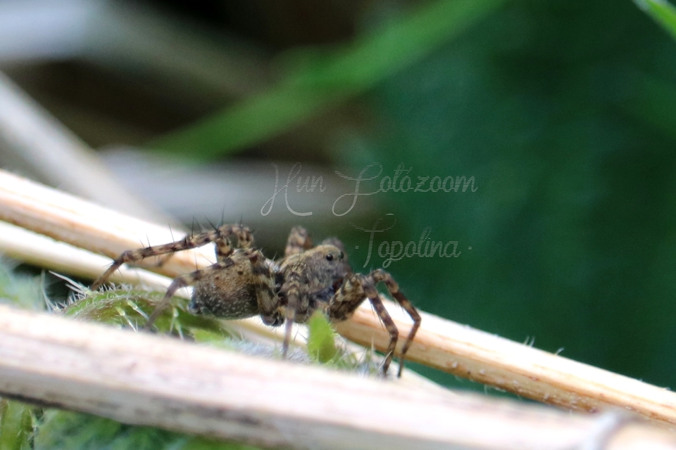 Pardosa