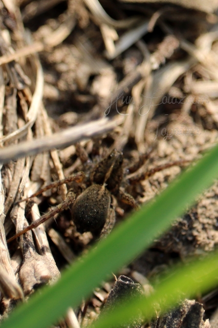 Pardosa