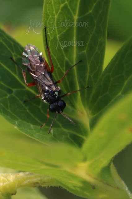 Tenthredinidae - valódi levéldarazsak