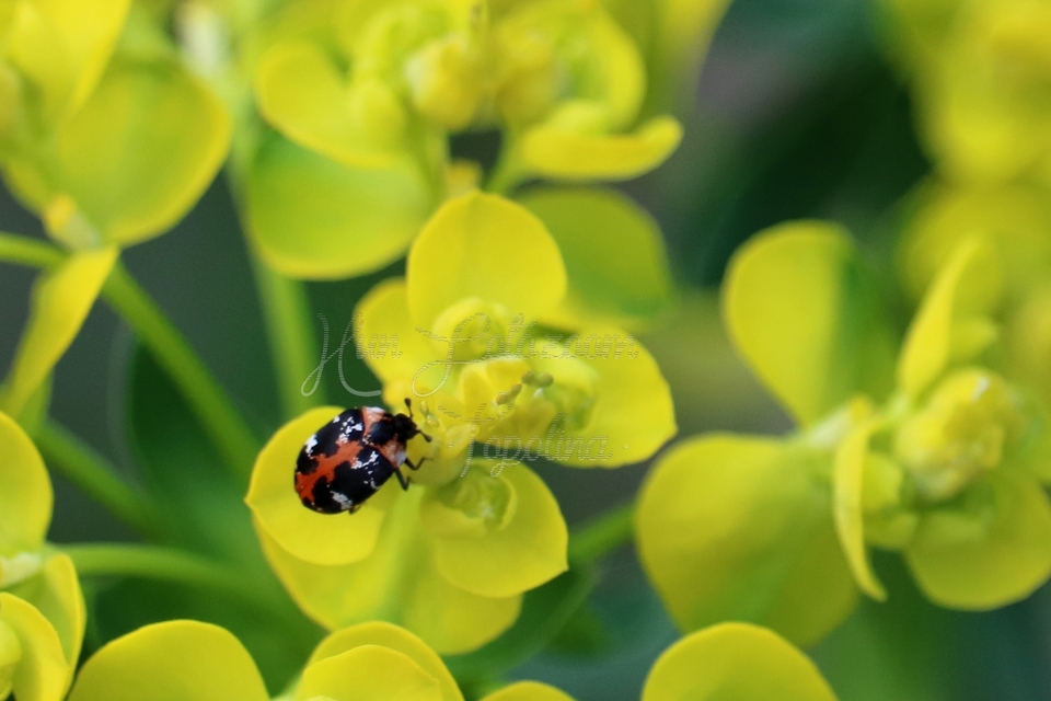 Anthrenus scrophulariae - nagy múzeumbogár
