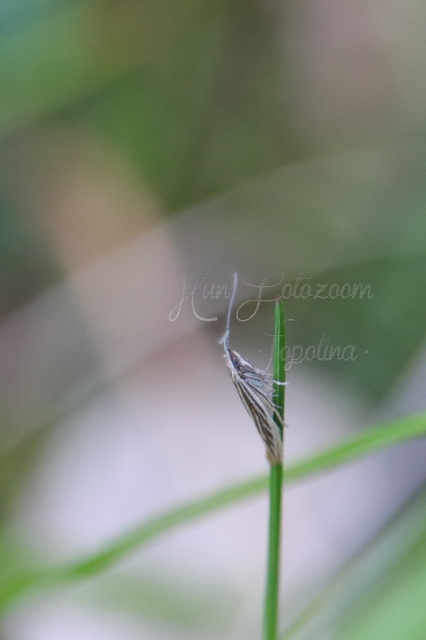 Coleophora