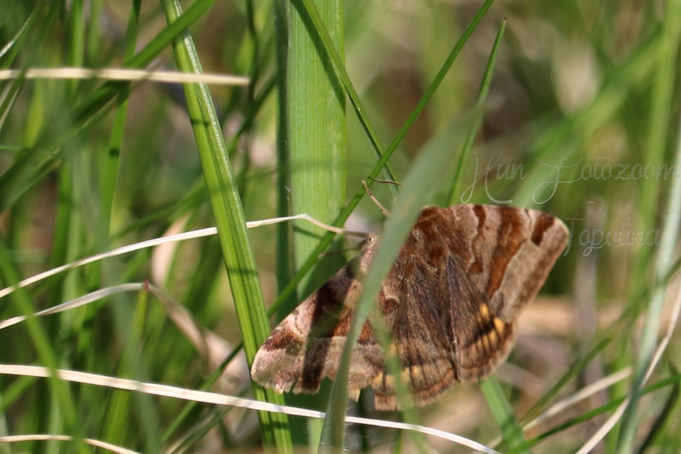 Euclidia glyphica - közönséges nappalibagoly