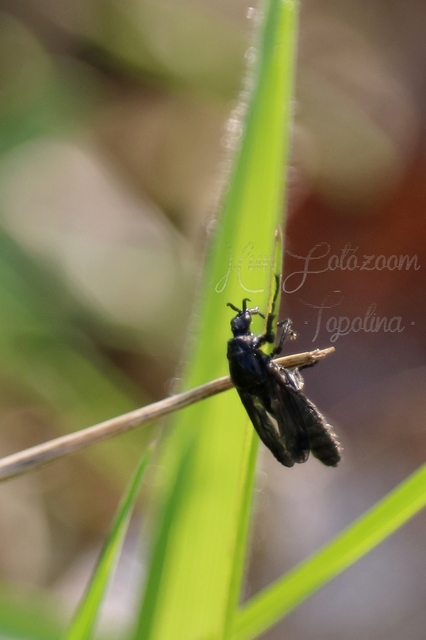 Bibionidae - bársonylegyek