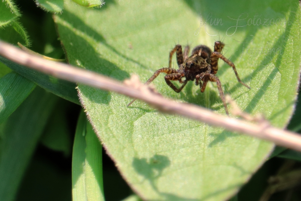 Pardosa