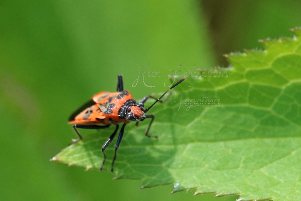 Corizus hyoscyami - piros karimáspoloska