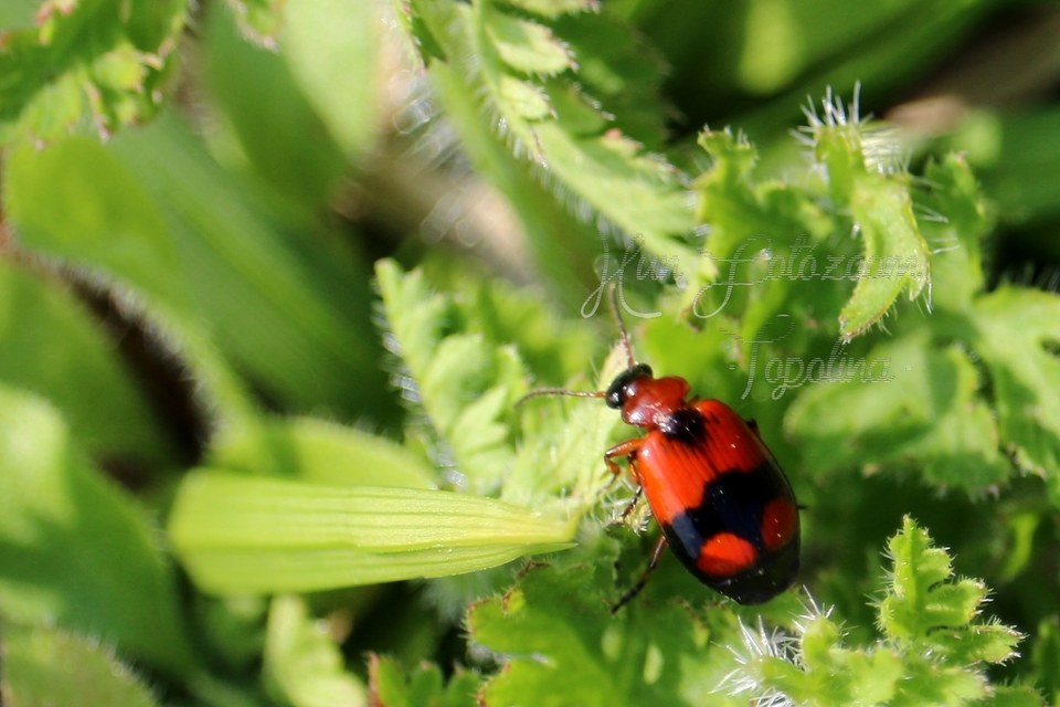 Lebia cruxminor - keresztes cserjefutó