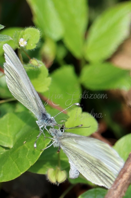 Leptidea sinapis - mustárlepke