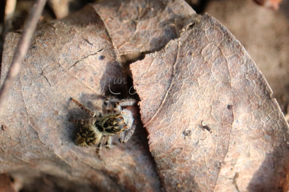 Carrhotus xanthogramma - rozsdás ugrópók