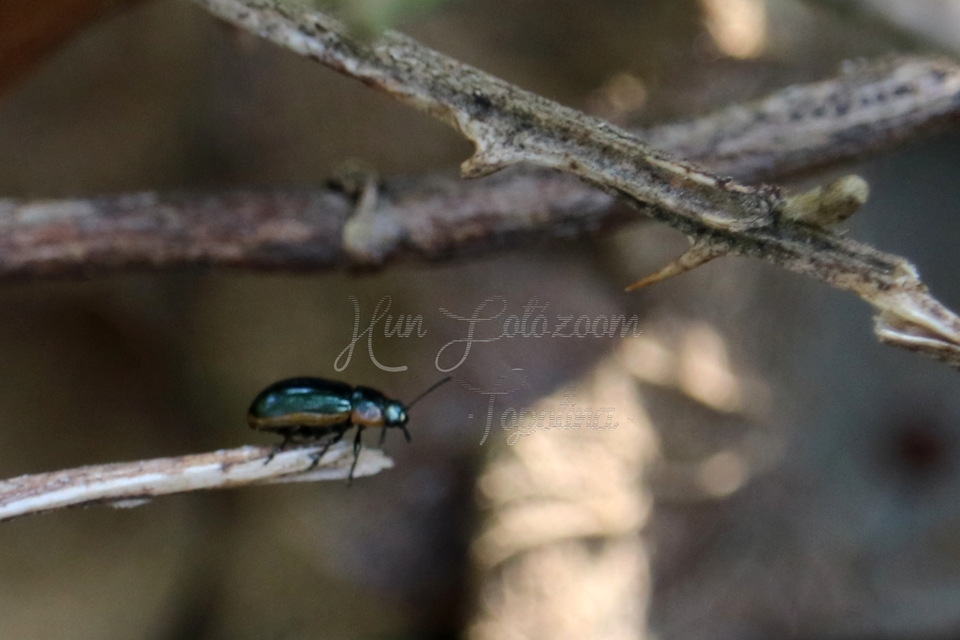 Prasocuris marginella - szegélyes boglárkalevelész