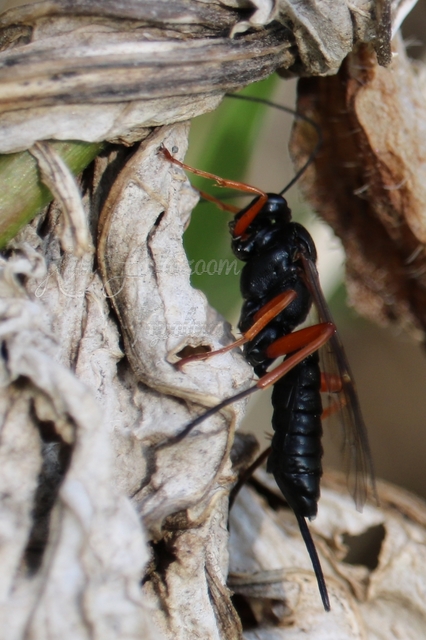 Pimpla rufipes - bábölő fürkészdarázs