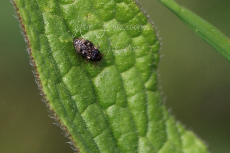 Dictyla