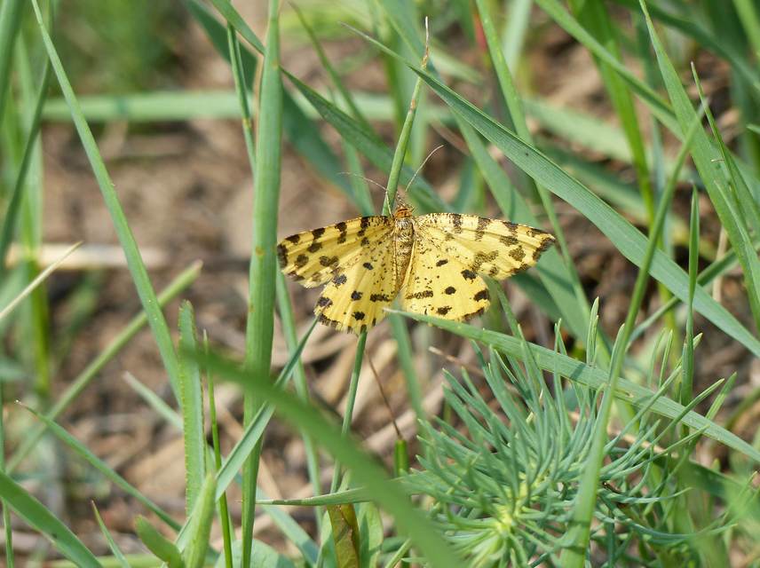 Pseudopanthera macularia - párducfoltos araszoló