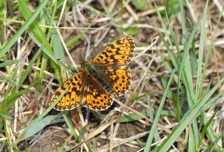 Boloria dia - kis gyöngyházlepke