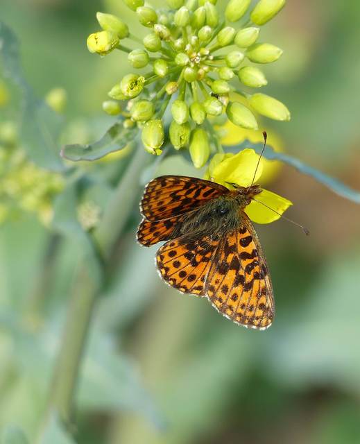 Boloria dia - kis gyöngyházlepke