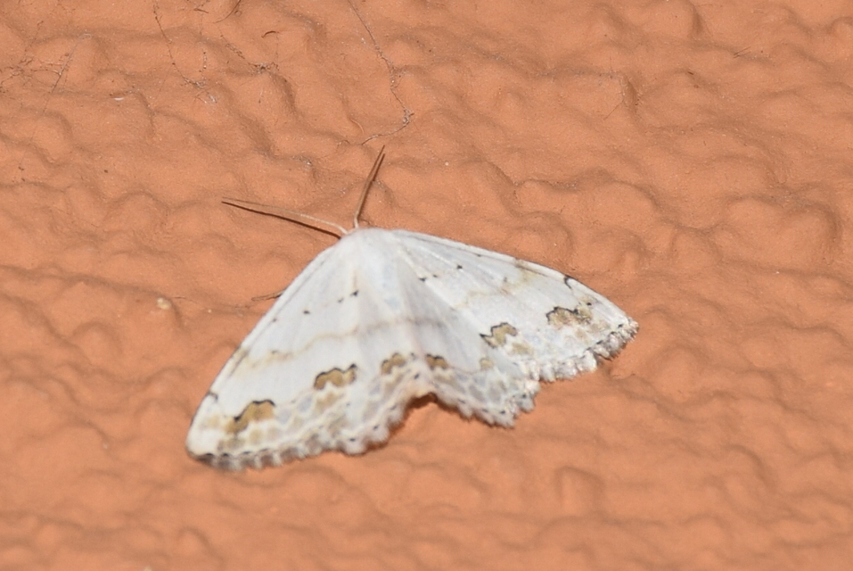Scopula ornata - díszes fehéraraszoló