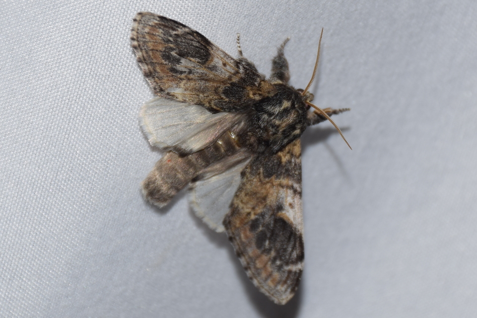 Notodonta tritophus - tarajos púposszövő