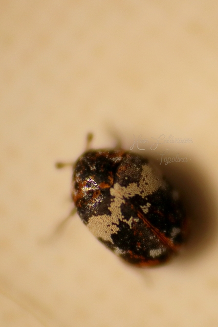 Anthrenus pimpinellae - virágjáró múzeumbogár