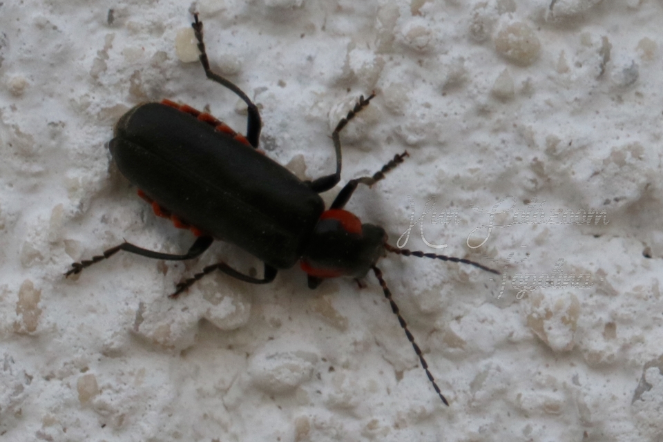 Cantharis pulicaria - zsírfényű lágybogár