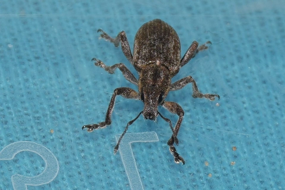 Tanymecus palliatus - közönséges hegyesfarúbarkó