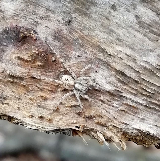 Anyphaena accentuata - jegyespók