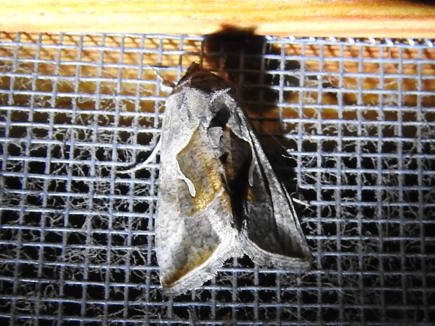 Macdunnoughia confusa - cseppfoltos ezüstbagoly
