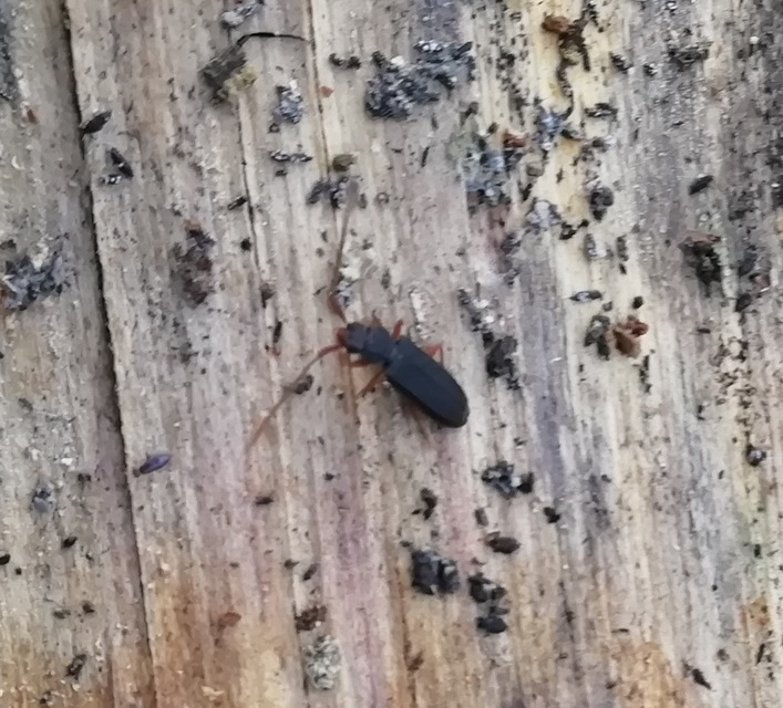 Uleiota planatus - hosszúcsápú fogasnyakú-lapbogár