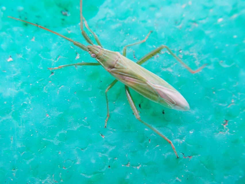 Stenodema calcarata - sarkantyús mezeipoloska