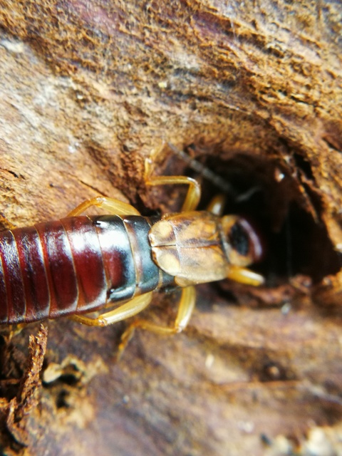 Forficula auricularia - közönséges fülbemászó