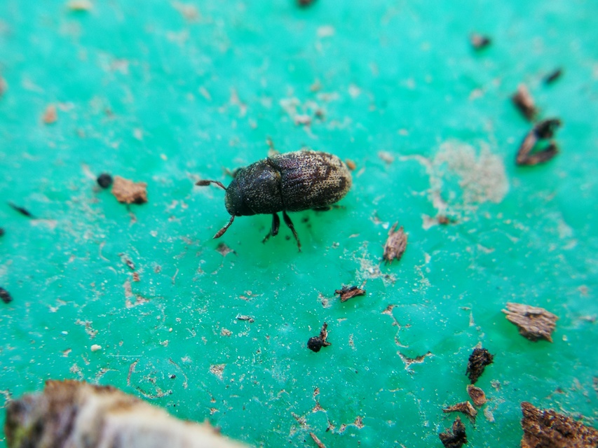 Hylesinus varius - közönséges kőrisszú