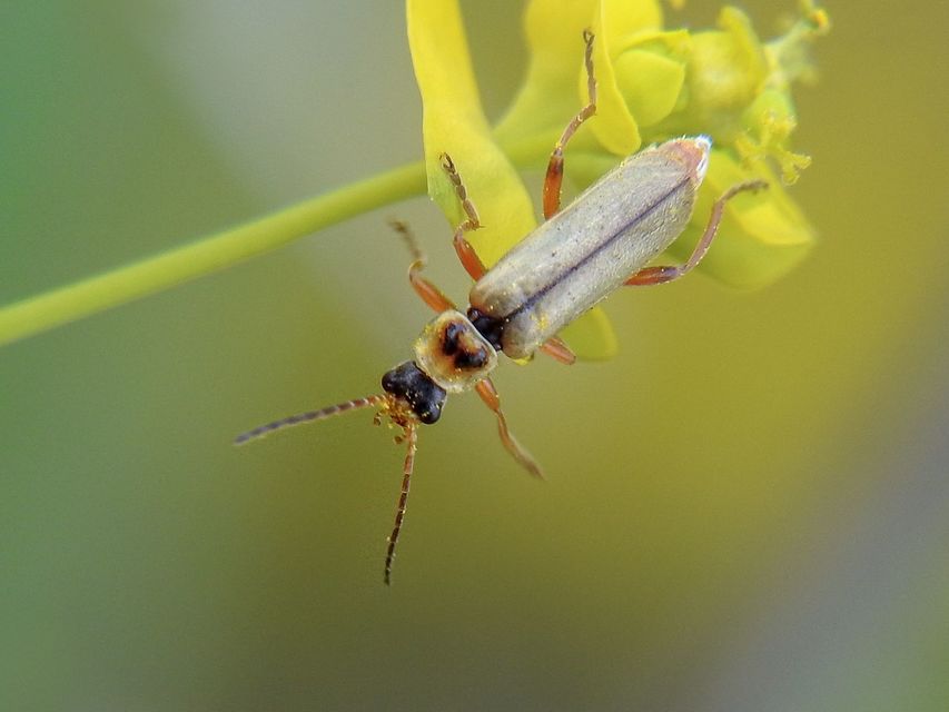 Metacantharis clypeata - tavaszi lágybogár