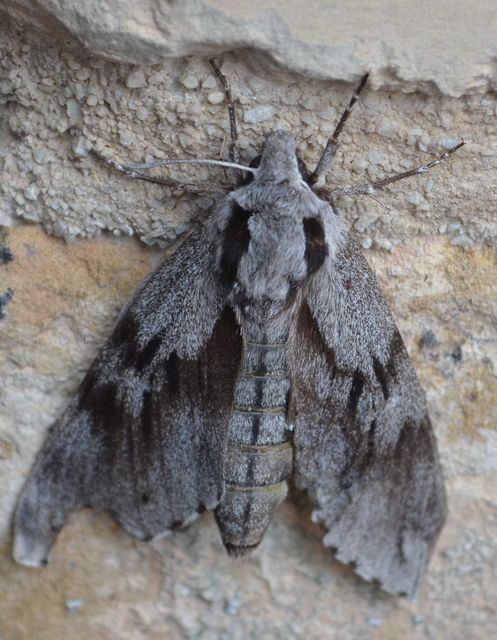 Hyloicus pinastri - fenyőszender