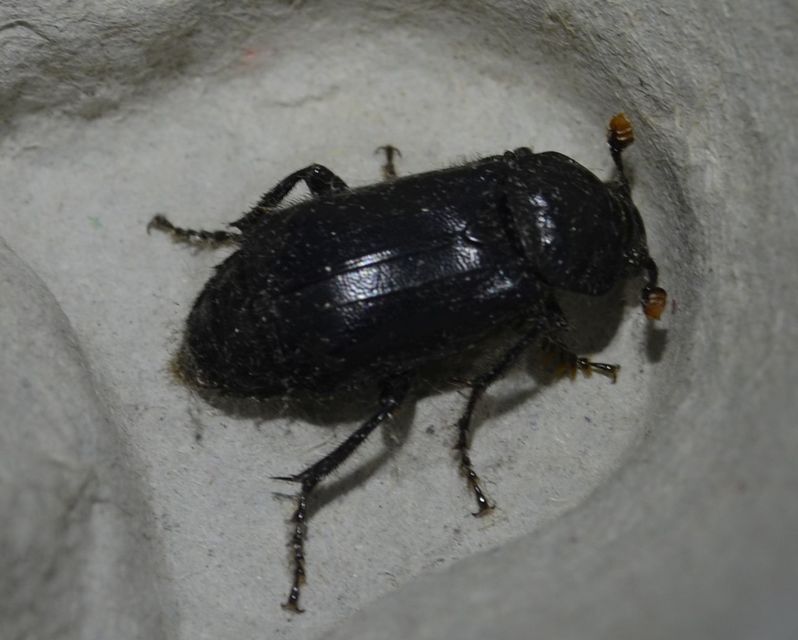 Nicrophorus humator - fekete temetőbogár