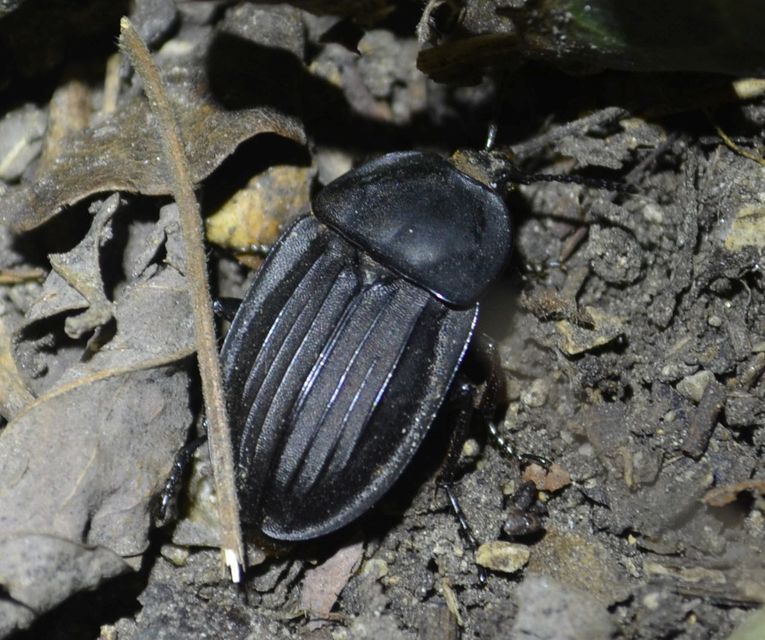 Silpha carinata - karimás dögbogár
