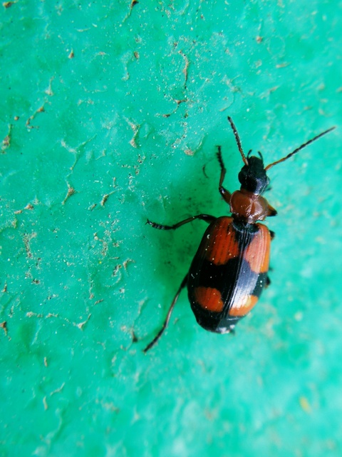 Lebia cruxminor - keresztes cserjefutó