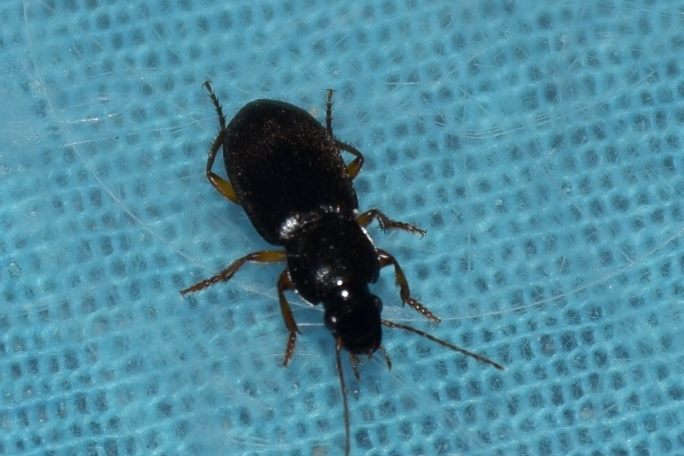 Parophonus dejeani - feketés molyhosfutó