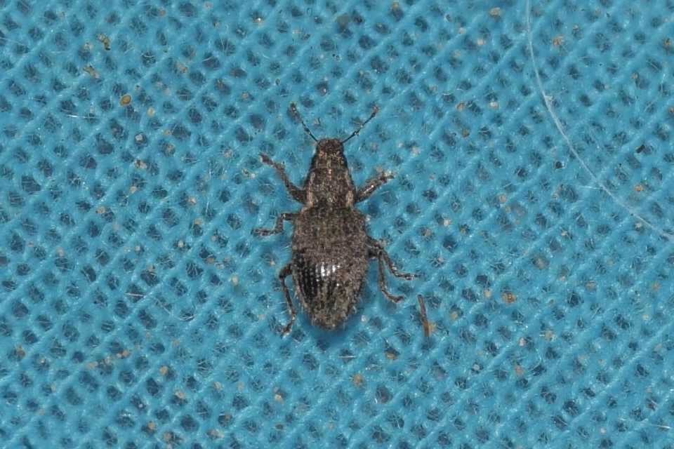 Sitona hispidulus - szőrös csipkézőbogár